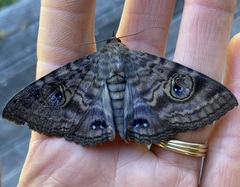 Speiredonia spectans