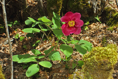 Paeonia daurica