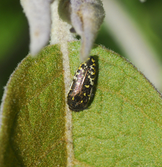 Acmaeodera