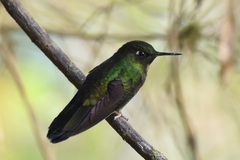 Heliangelus micraster