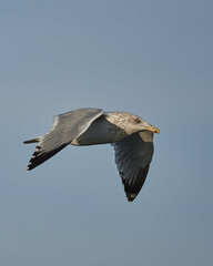 Larus argentatus smithsonianus