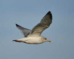 Larus argentatus smithsonianus