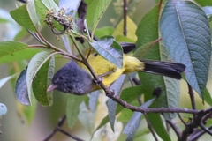 Cnemoscopus rubrirostris