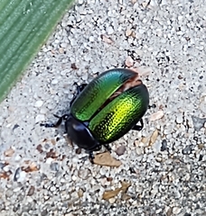 Chrysolina auripennis