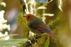 Pseudotriccus ruficeps