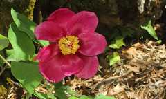 Paeonia daurica