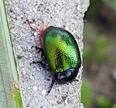 Chrysolina auripennis