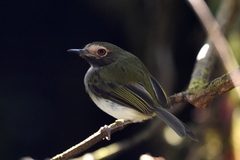 Hemitriccus granadensis