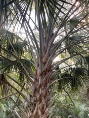 Leucothrinax morrisii