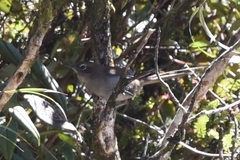 Asthenes griseomurina