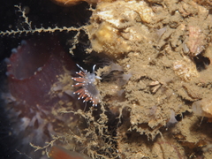 Coryphella