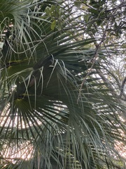 Leucothrinax morrisii