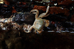 Cyclograpsus