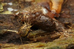 Oligolophus hanseni