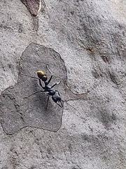 Myrmecia mandibularis