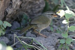 Arremonops rufivirgatus