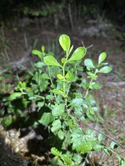 Baccharis glomeruliflora
