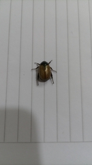 Anomala testaceipennis