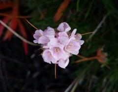 Armeria welwitschii