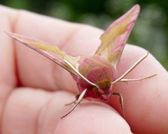 Deilephila porcellus