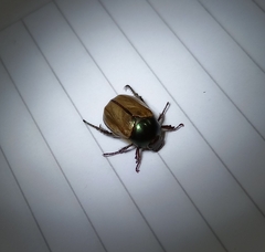 Anomala testaceipennis