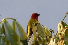 Piranga rubriceps