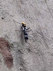 Myrmecia mandibularis