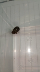 Anomala testaceipennis