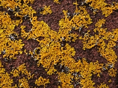 Xanthoria aureola