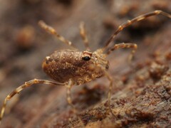 Rilaena triangularis