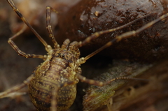 Oligolophus hanseni