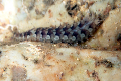 Lepidonotus melanogrammus image