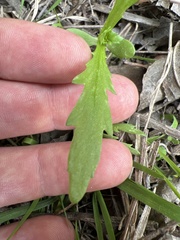 Glebionis coronaria