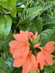 Crossandra