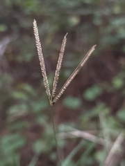 Eustachys petraea