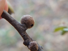 Burnettweldia washingtonensis