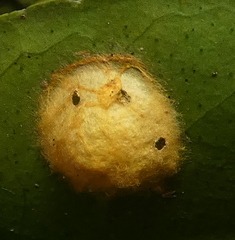Alpaida