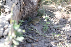 Arremonops rufivirgatus