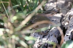 Arremonops rufivirgatus