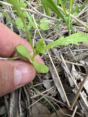 Glebionis coronaria