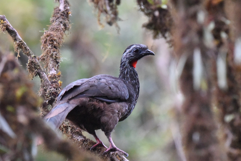 Bearded Guan photo