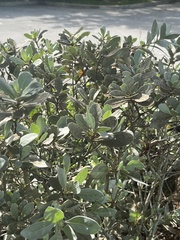 Conocarpus erectus