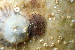 Watersipora subtorquata