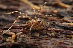 Rilaena triangularis