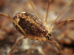 Nelima