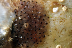 Watersipora subtorquata