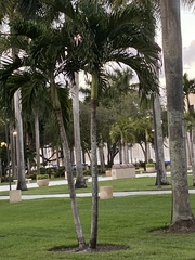 Ptychosperma elegans