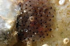 Watersipora subtorquata
