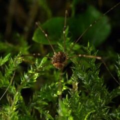 Leiobunum blackwalli