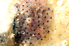 Watersipora subtorquata